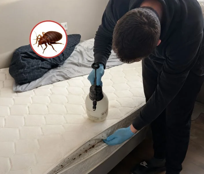 Technicien traitant un matelas contre les punaises de lit à Ozoir-la-Ferrière